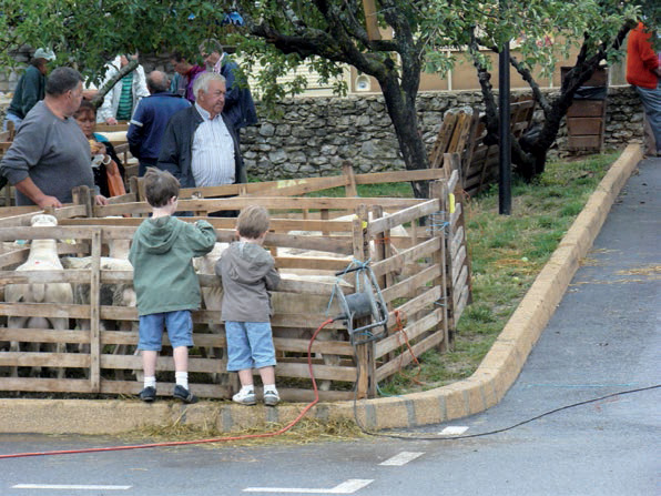 foire-concours-agnelles-beliers-2