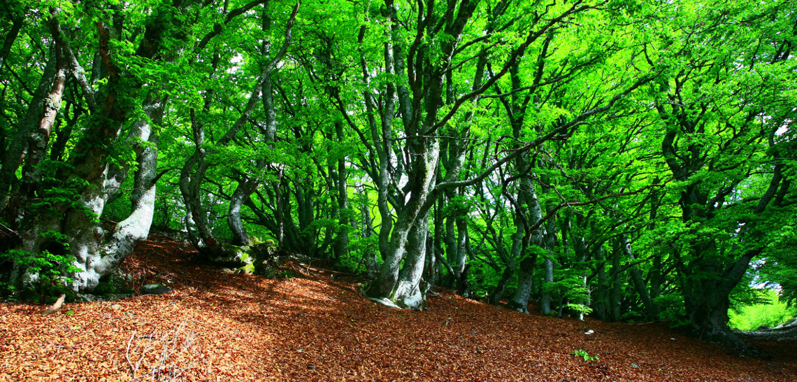 Vigilance feux de forêts: Tous les massifs forestiers vauclusiens fermés ce 5 septembre