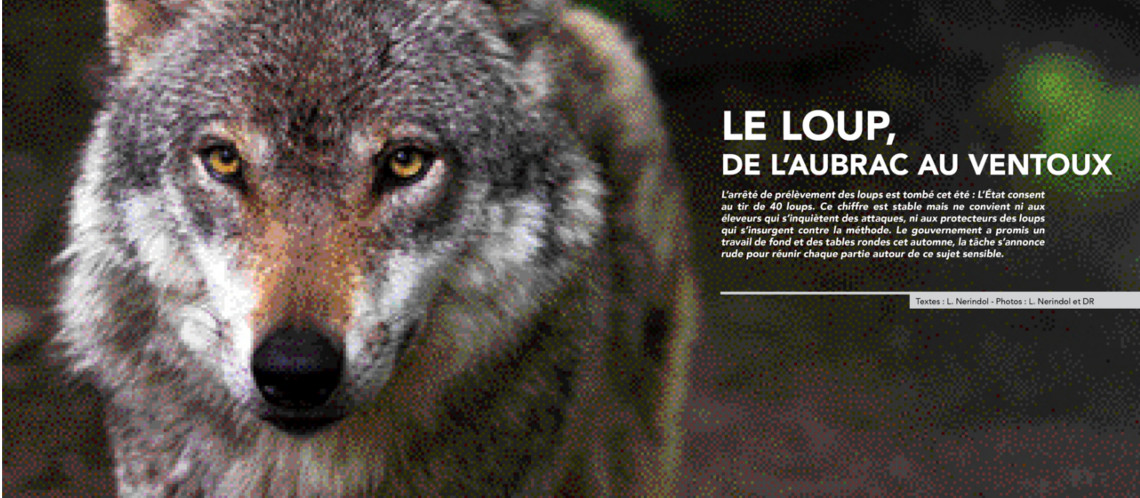 4 loups dans le massif Lure Ventoux