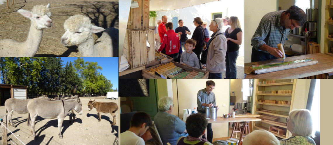 Festival Ventoux Saveurs : Succès de la visite de la ferme Oustau Safr’âne à Monteux