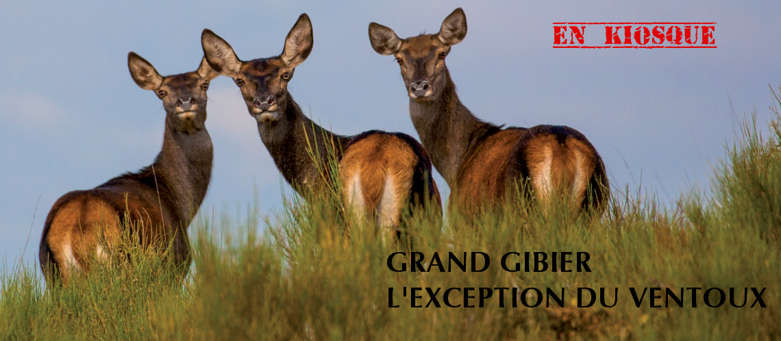 Grand gibier : l’exception du Ventoux