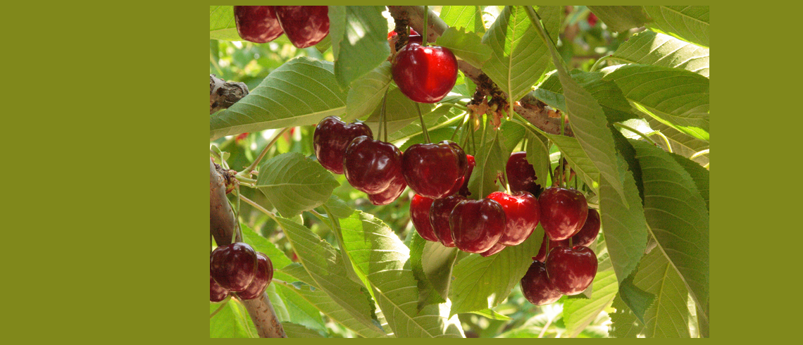 Vers une belle récolte de cerises en Vaucluse en 2018